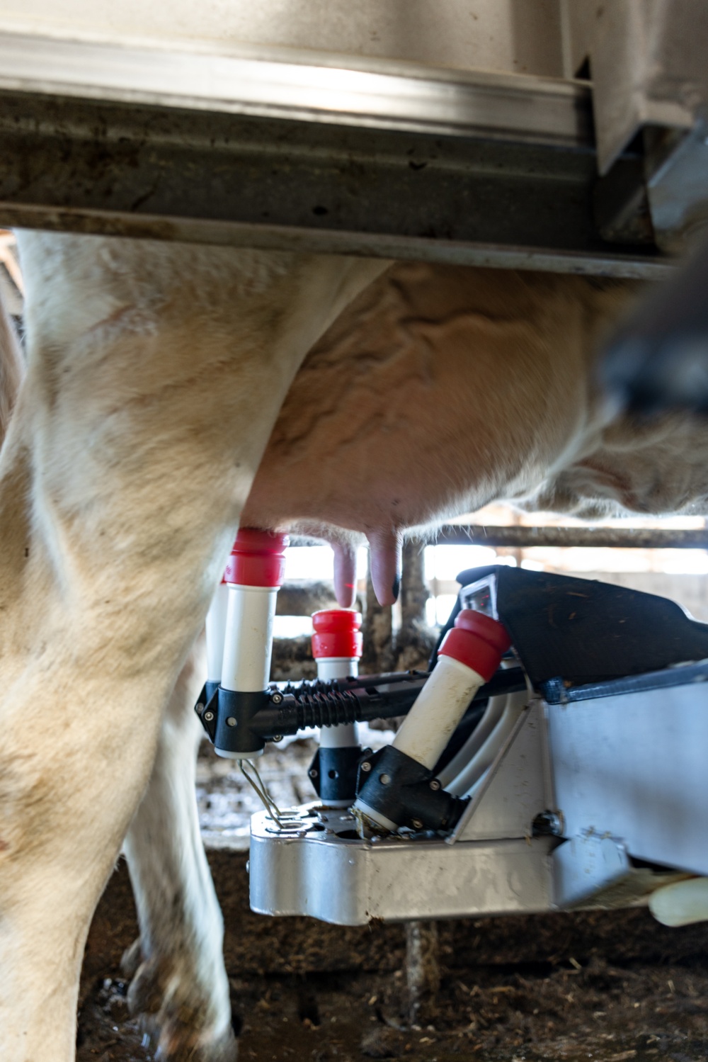 Die Kühe im Stall werden durch einen Melkroboter vollständig automatisch gemolken.