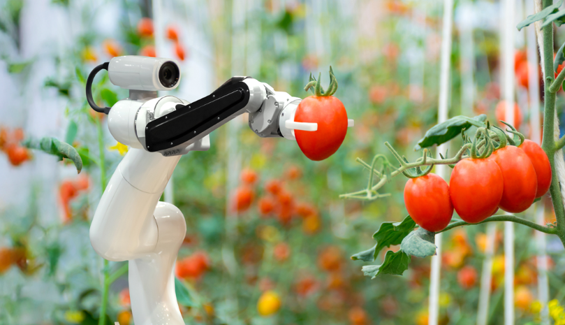 Im Vordergrund befindet sich ein weißer Roboterarm mit schwarzem Greifer, der sich zwischen Tomatenpflanzen bewegt. Die Tomaten hängen in leuchtend roten Trauben an grünen Stängeln. Im Hintergrund sind weitere Pflanzen und Stützstrukturen zu erkennen, die eine Gewächshausatmosphäre vermitteln.
