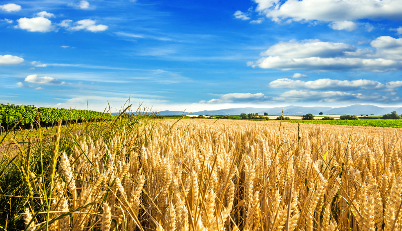 Ernte eines Feldes Ein Feld, dass geerntet wird