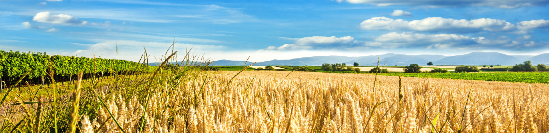 Die Förderbank für die Agrarwirtschaft und den ländlichen Raum Die Landwirtschaftliche Rentenbank ist die deutsche Förderbank für die Agrarwirtschaft und den ländlichen Raum.