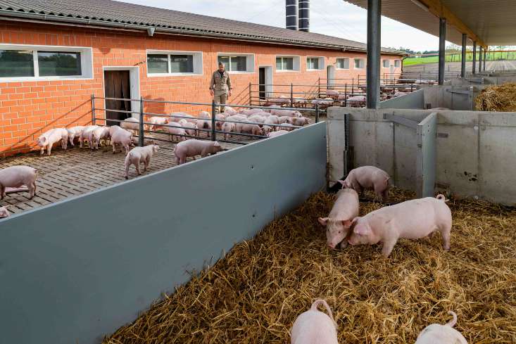 Rentenbank öffnet ihr Programm „Liquiditätssicherung“ für Schäden durch die Afrikanische Schweinepest